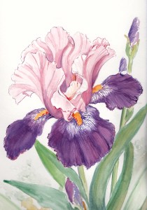 Two toned Iris